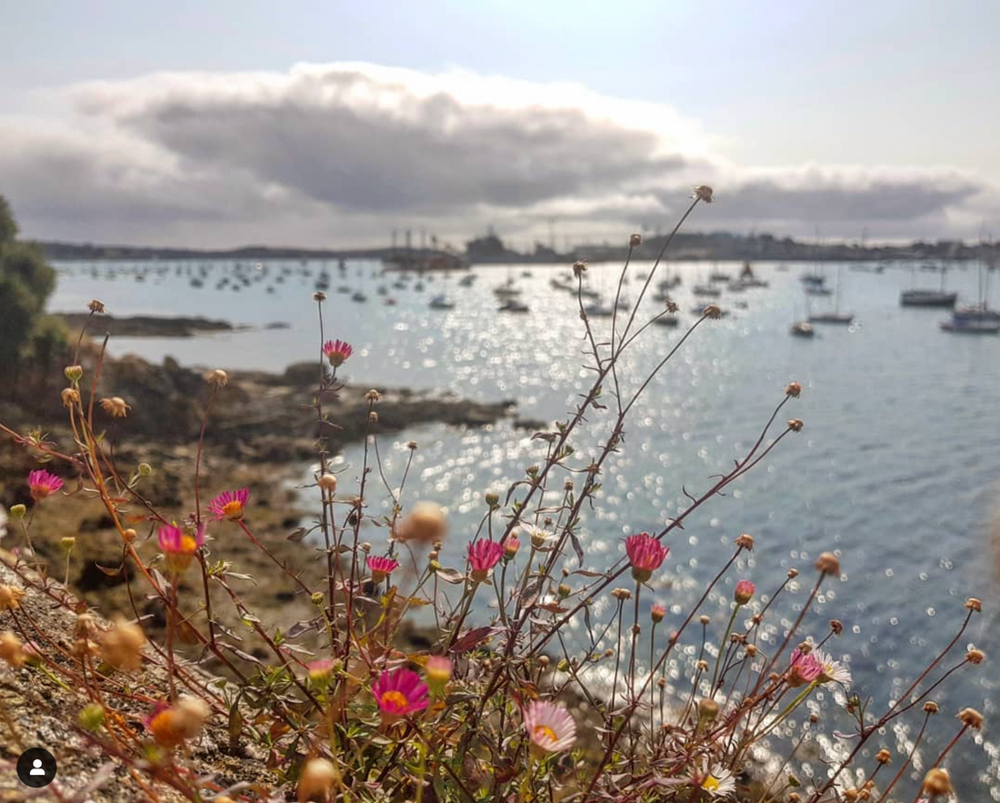 Cornish Coastal Walks: Mylor to Flushing