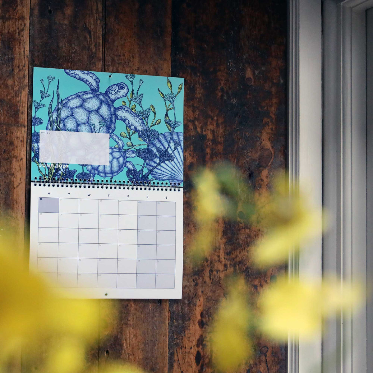 Cream Cornwall 2027 wall calendar hanging on a rustic wooden wall, open to June with a blue turtle and sea life illustration, framed by soft yellow flowers.