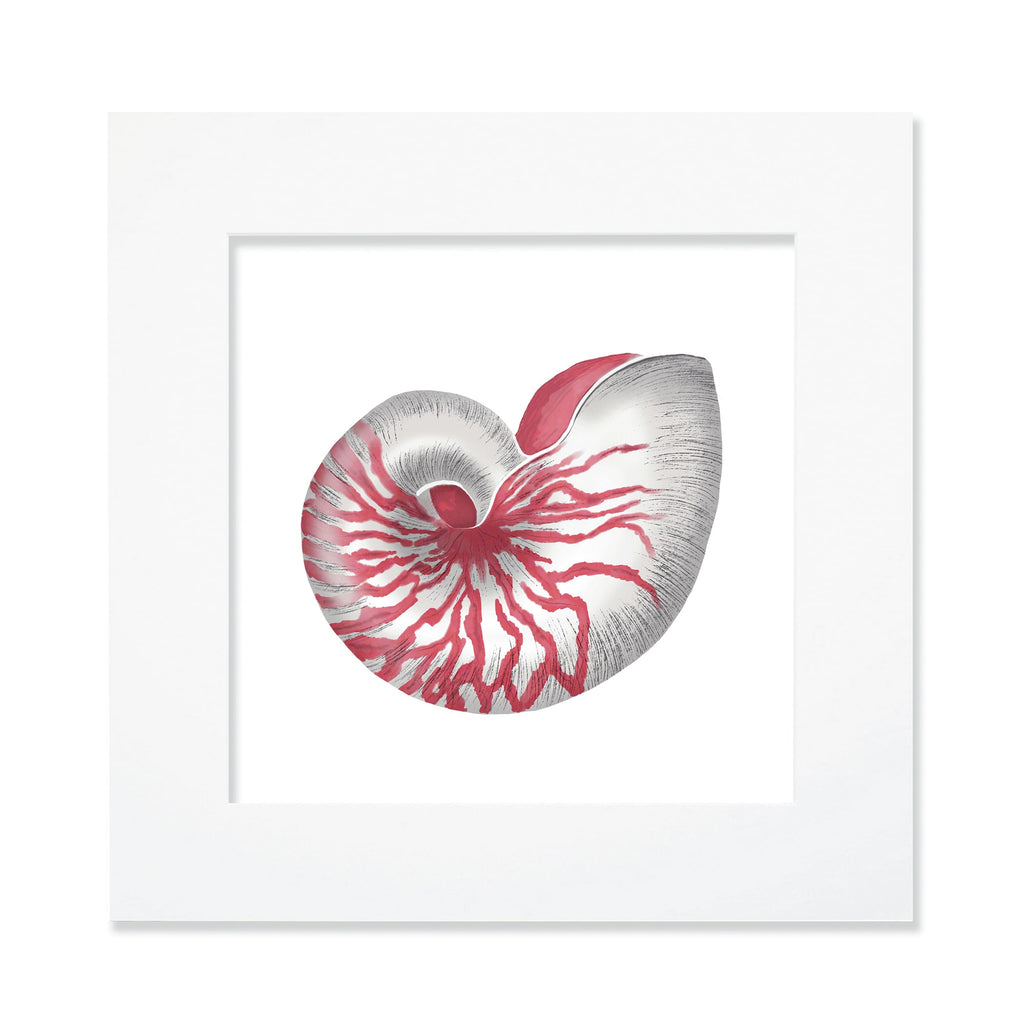 A 30cm mounted coastal-themed artwork featuring a detailed illustration of a red and white nautilus shell with intricate textures and shading. The artwork is set in a white frame with a wide mount, highlighting the marine-inspired design in bold red and neutral tones for a striking oceanic aesthetic.