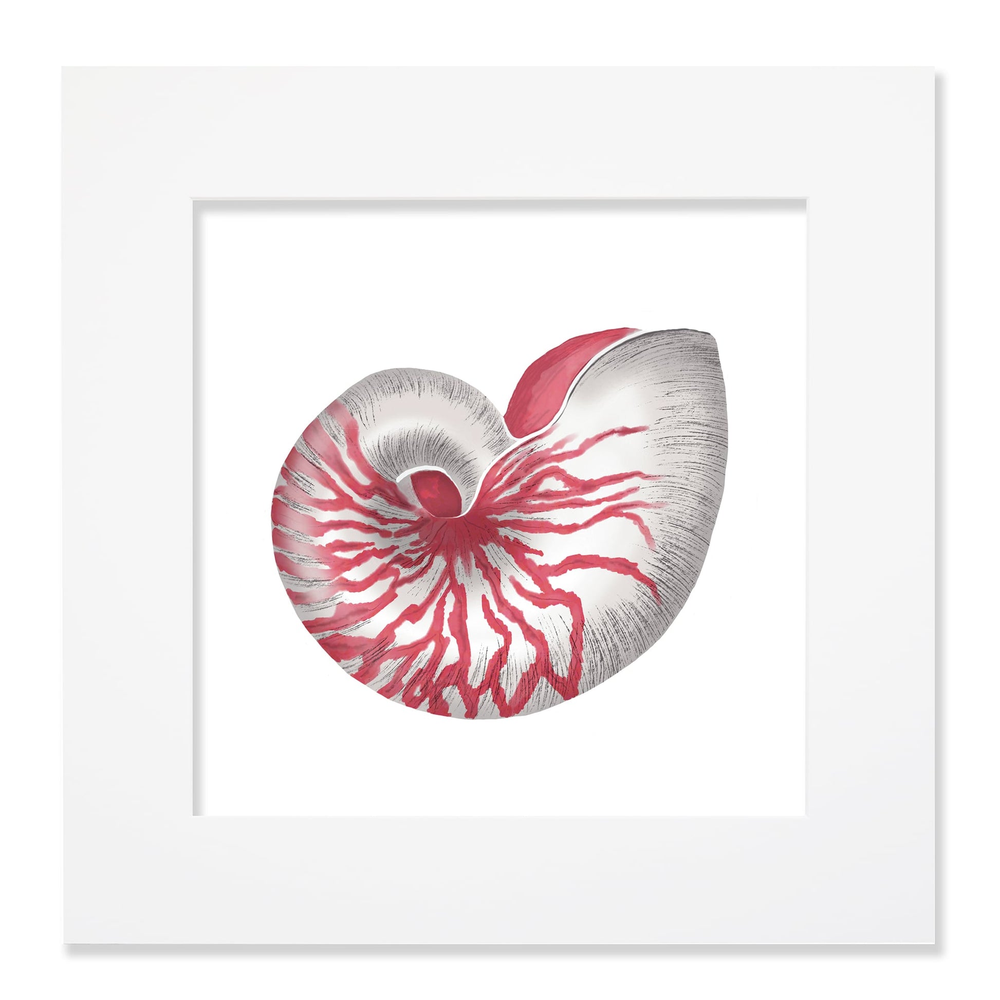 A 40cm mounted coastal-themed artwork featuring a detailed illustration of a red and white nautilus shell with intricate textures and shading. The artwork is set in a white frame with a wide mount, highlighting the marine-inspired design in bold red and neutral tones for a striking oceanic aesthetic.