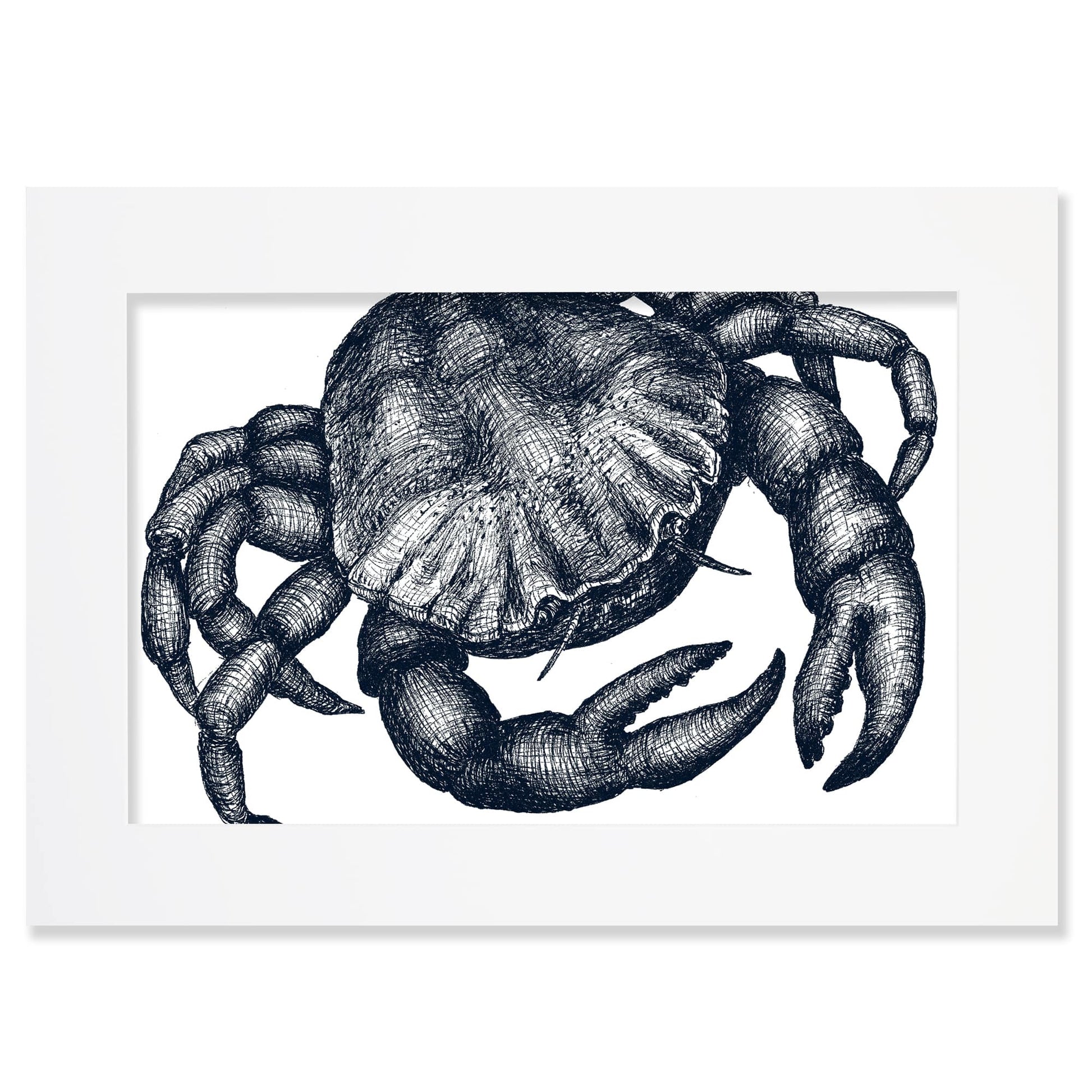 An A2 mounted blue-and-white illustration of a crab, intricately detailed with fine lines and shading, set against a white background in a white mount.