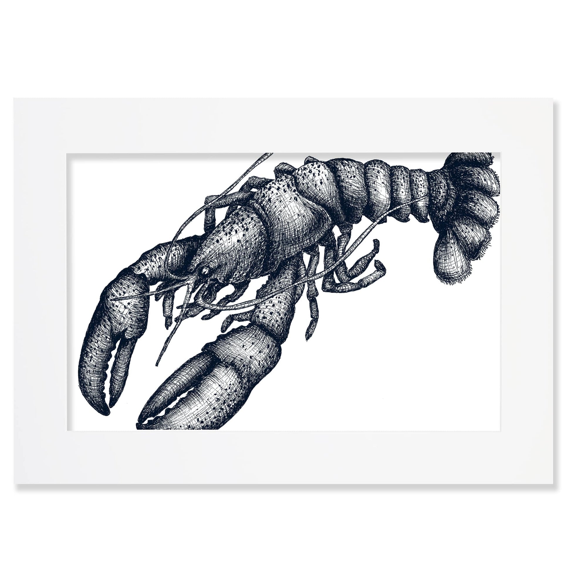 An A2 mounted blue-and-white illustration of a lobster with delicate, drawn with fine lines and shading, set against a white background in a white mount and frame.