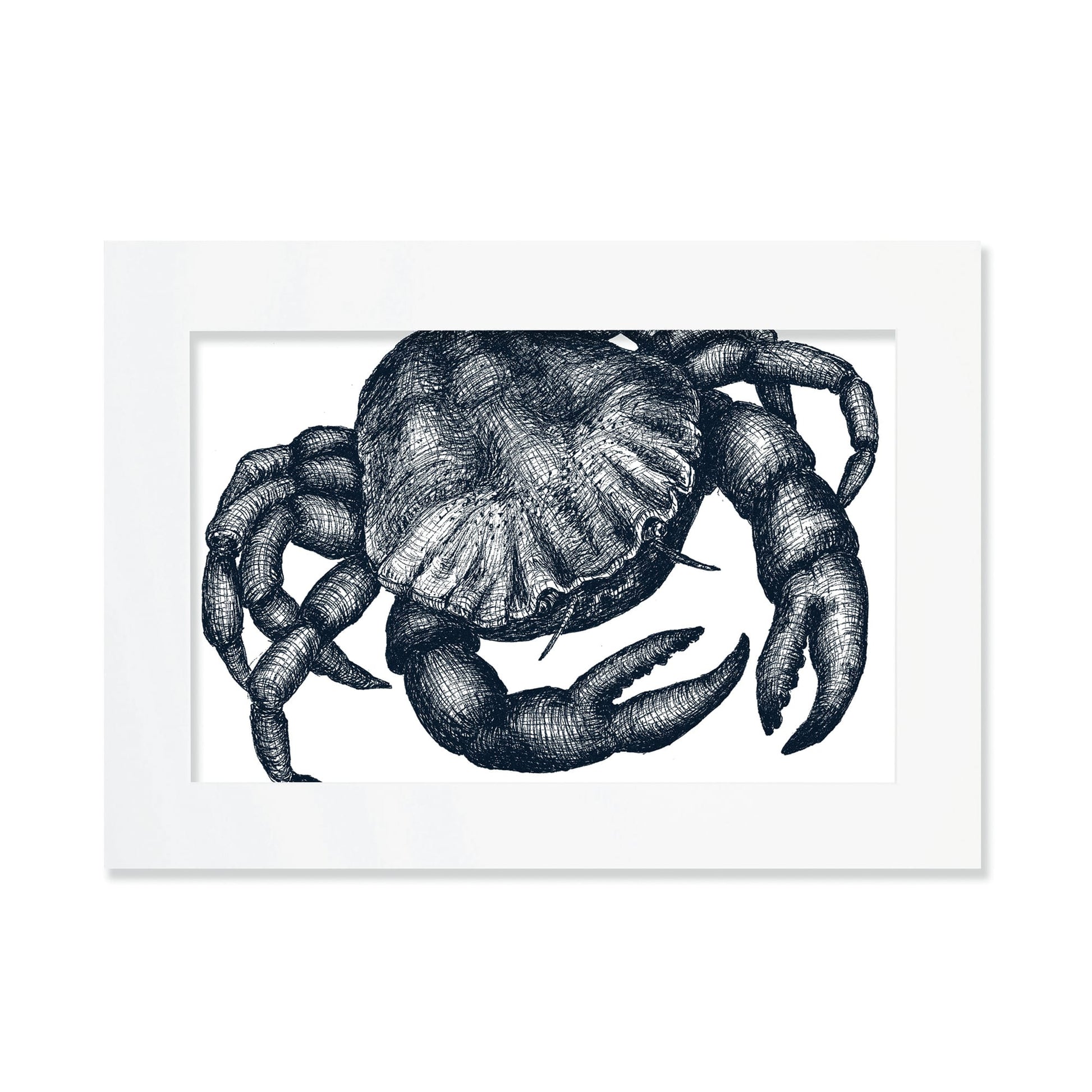 An A3 mounted blue-and-white illustration of a crab, intricately detailed with fine lines and shading, set against a white background in a white mount.