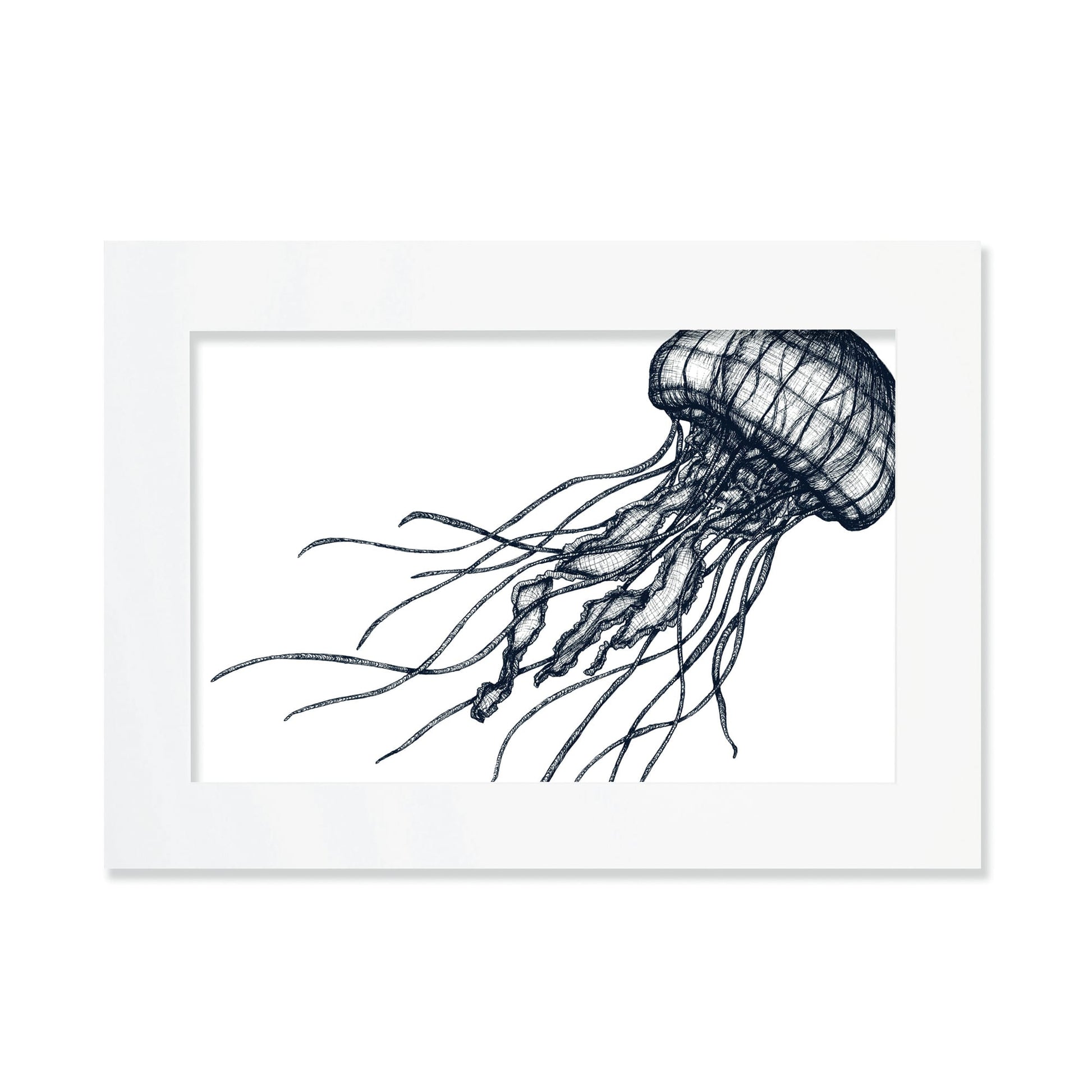 An A3 mounted blue-and-white illustration of a jellyfish with delicate, flowing tentacles, drawn with fine lines and shading, set against a white background in a white mount and frame.