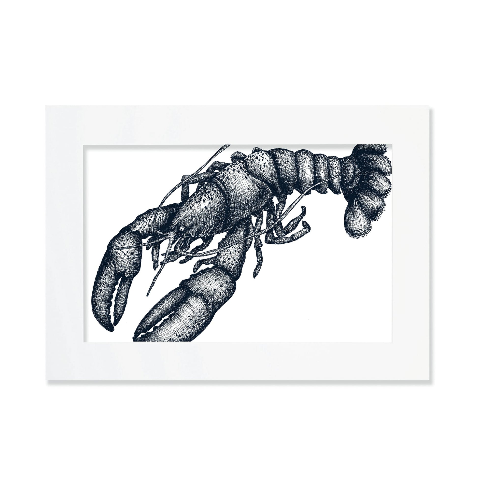 An A3 mounted blue-and-white illustration of a lobster with delicate, drawn with fine lines and shading, set against a white background in a white mount and frame.