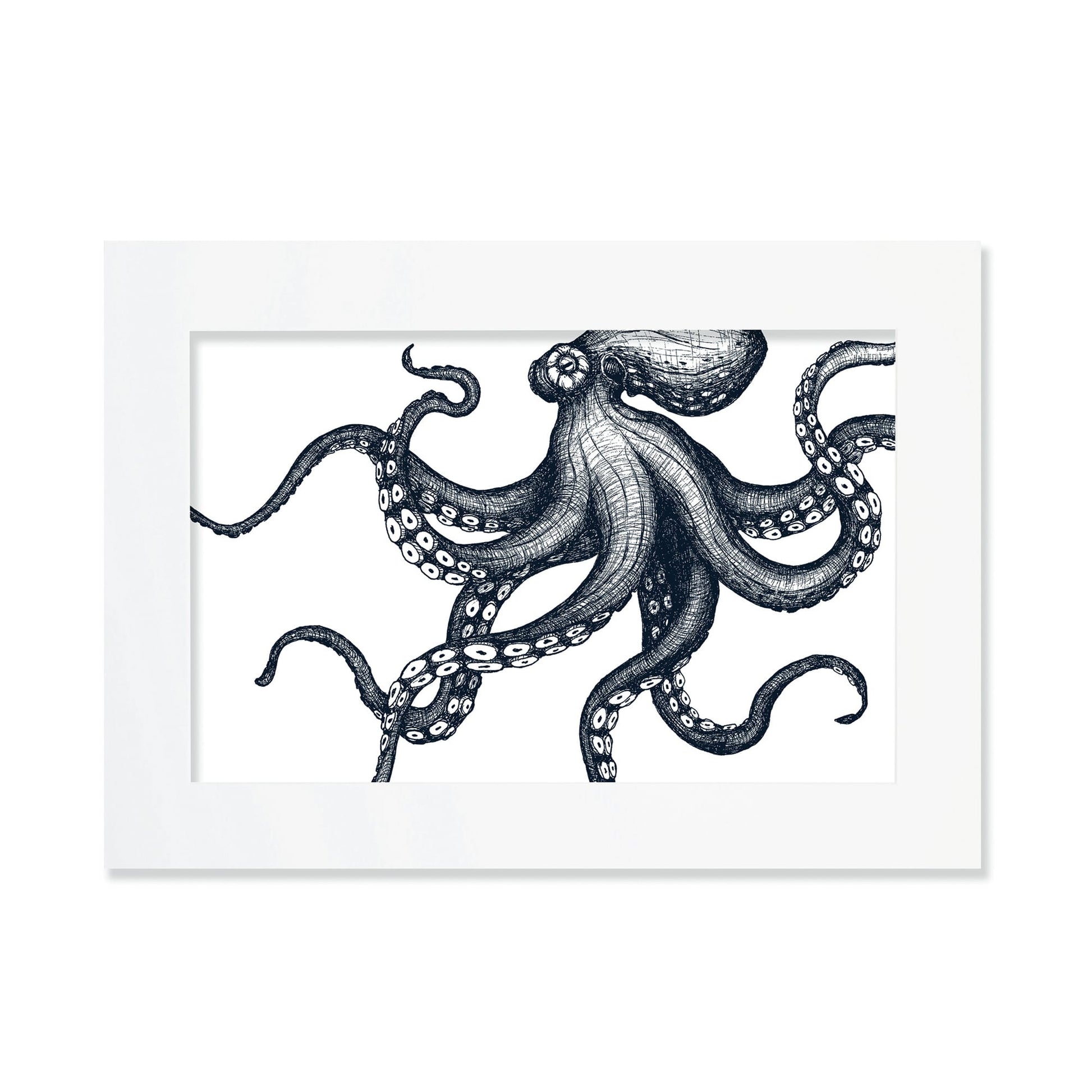An A3 mounted blue-and-white illustration of an octopus, intricately detailed with fine lines and shading, set against a white background in a white mount.