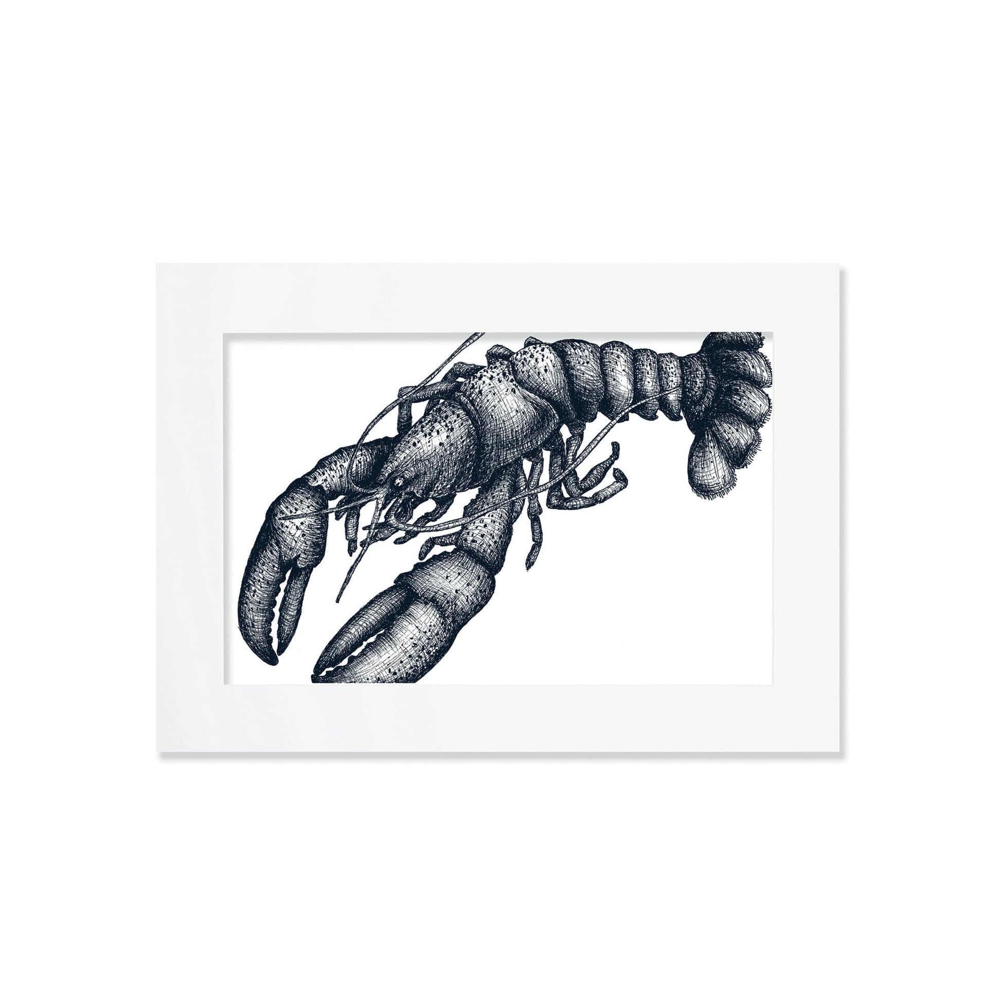 An A4 mounted blue-and-white illustration of a lobster with delicate, drawn with fine lines and shading, set against a white background in a white mount and frame.