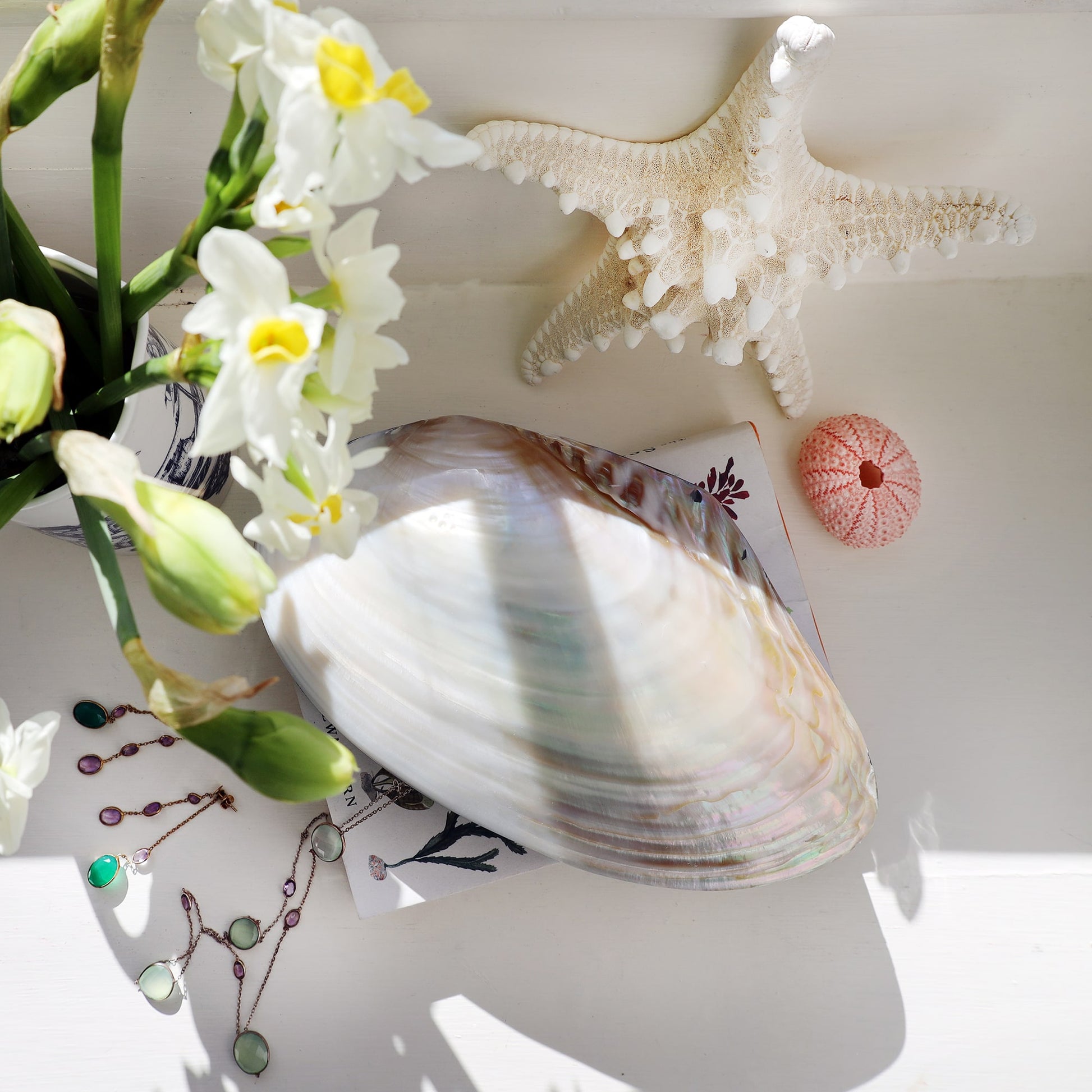 A large decorative trinket box in the shape of a clam shell, made from iridescent mother-of-pearl with an abalone inlay along the edge. The box rests on a white surface beside a silver and pastel gemstone necklace, a white ceramic jug with blue illustrations, a pink sea urchin shell, and a white starfish. Sunlight casts soft reflections across the shell’s glossy surface.