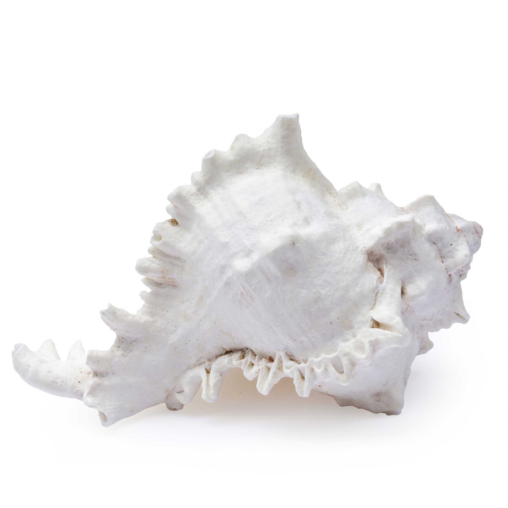 A white conch shell decorative piece with a textured, porous surface, shown on a solid white background.