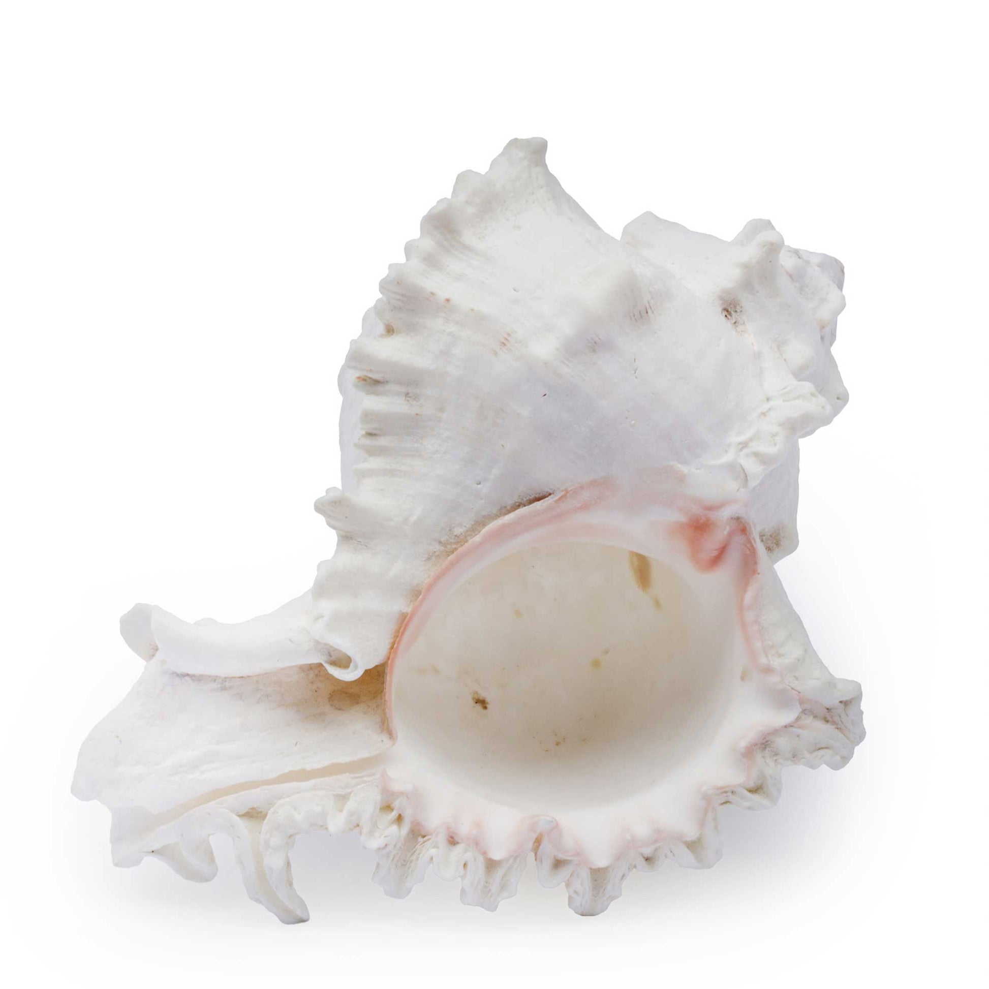 A single white seashell with a pale pink interior, photographed on a clean white background.