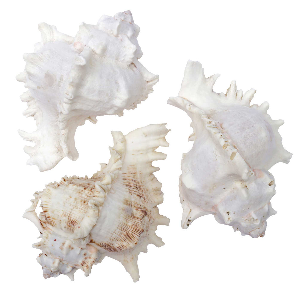 Three large white and cream seashells arranged on a plain white background.