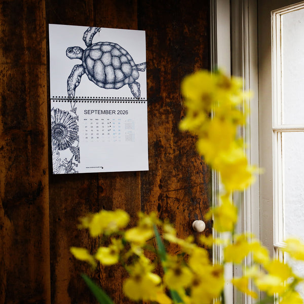 Cream Cornwall 2026 wall calendar open to September with turtle illustration hanging on wooden wall.