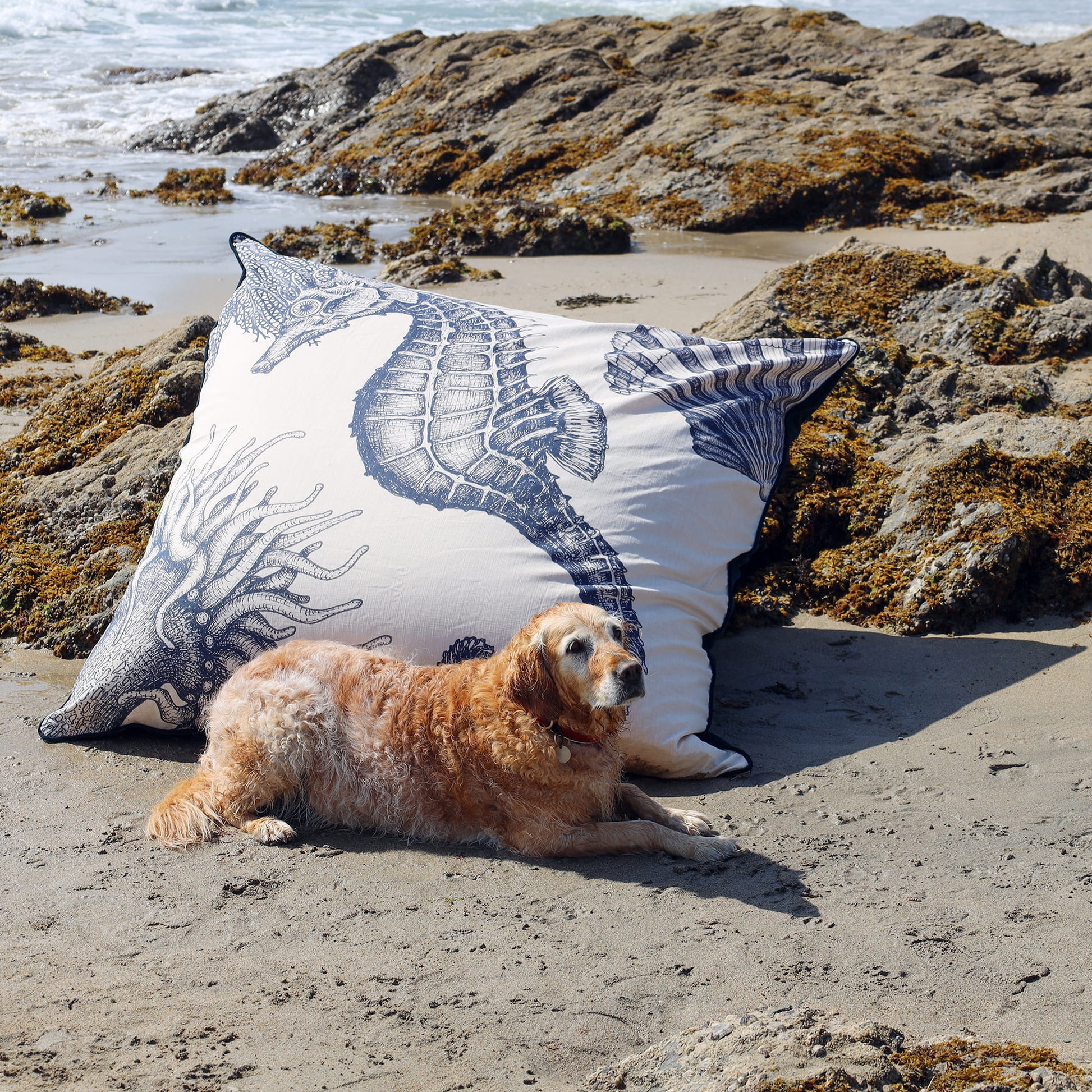 Dog lying on a sandy beach next to a large decorative pillow with a seahorse design.