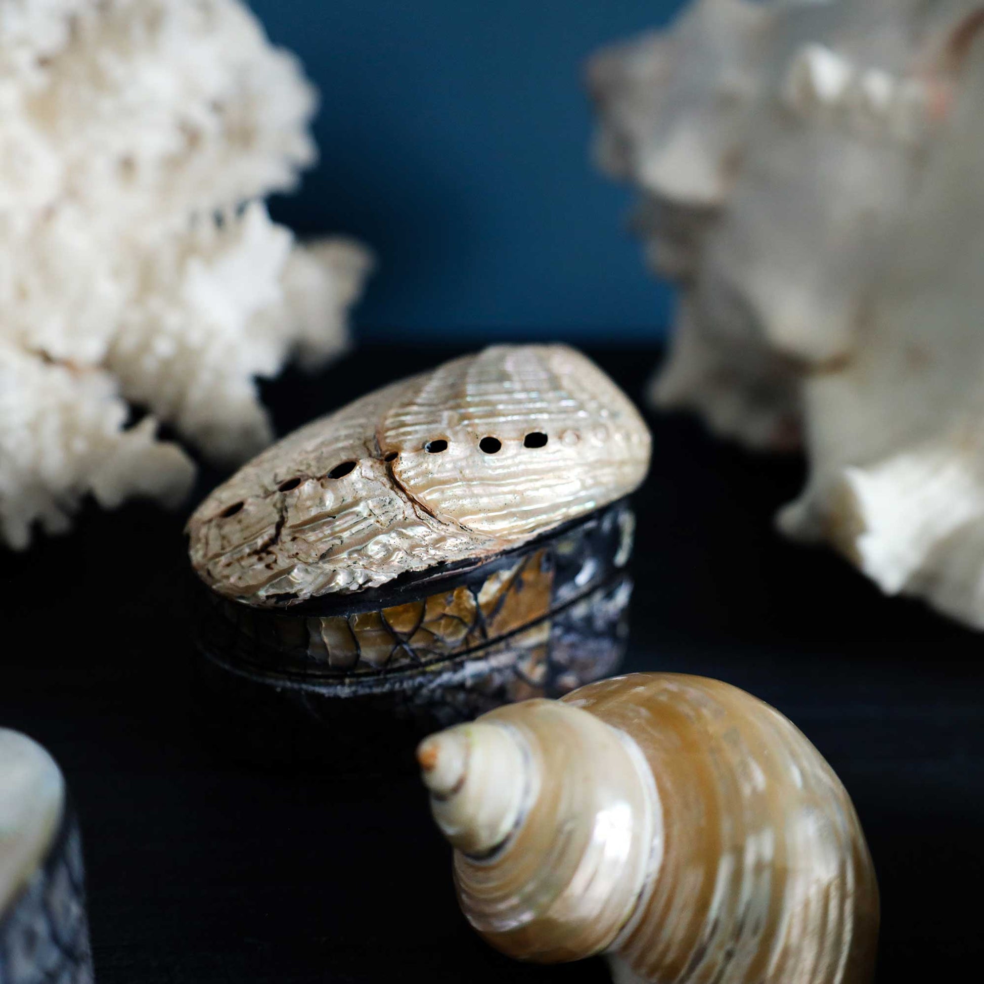 A small abalone shell jewelry box with a patterned black and gold lid, styled with seashells on a dark surface against a dark blue background.