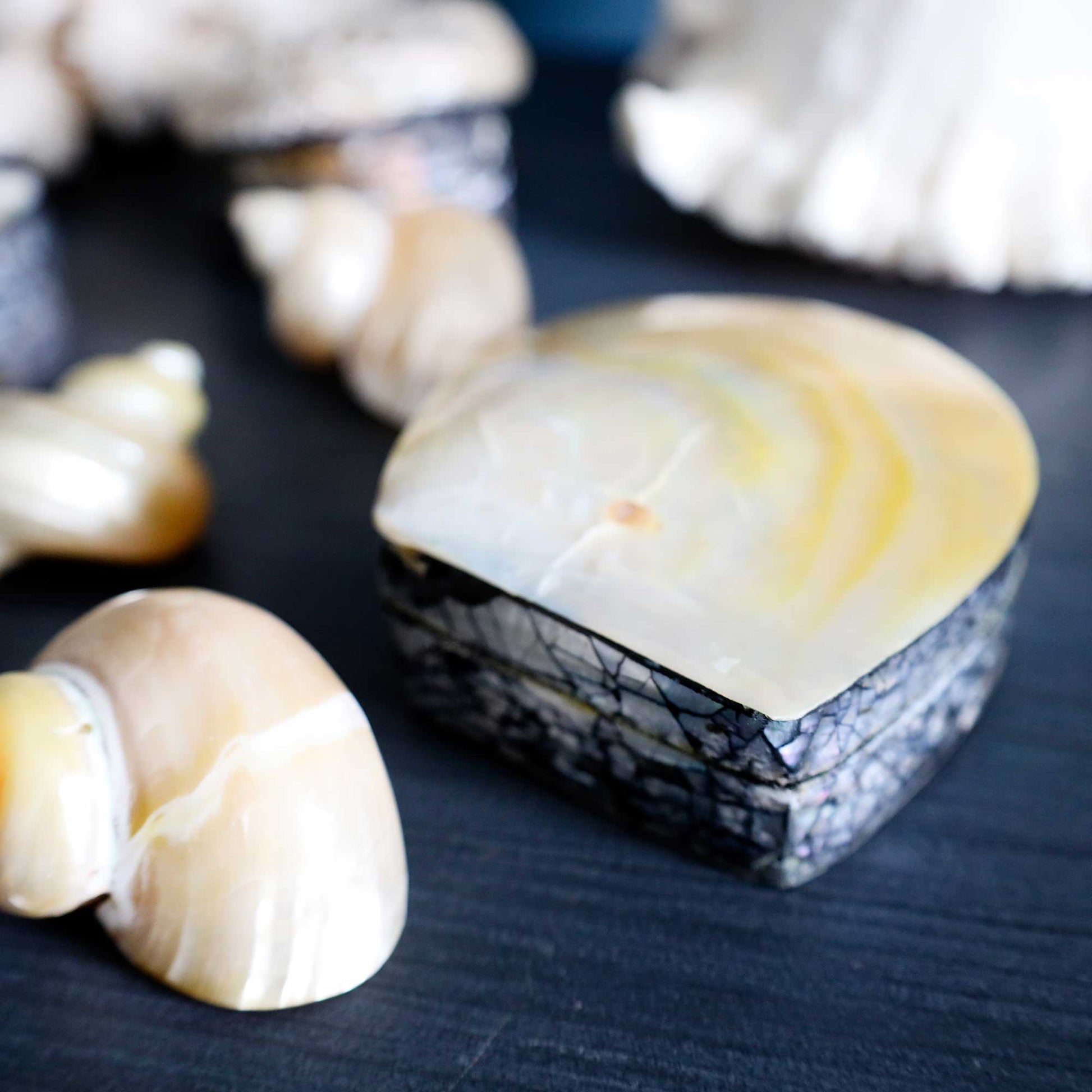 A handmade seashell jewelry box with a cream and yellow marbled top lid and a dark patterned base, displayed on a dark wooden surface alongside other seashells.