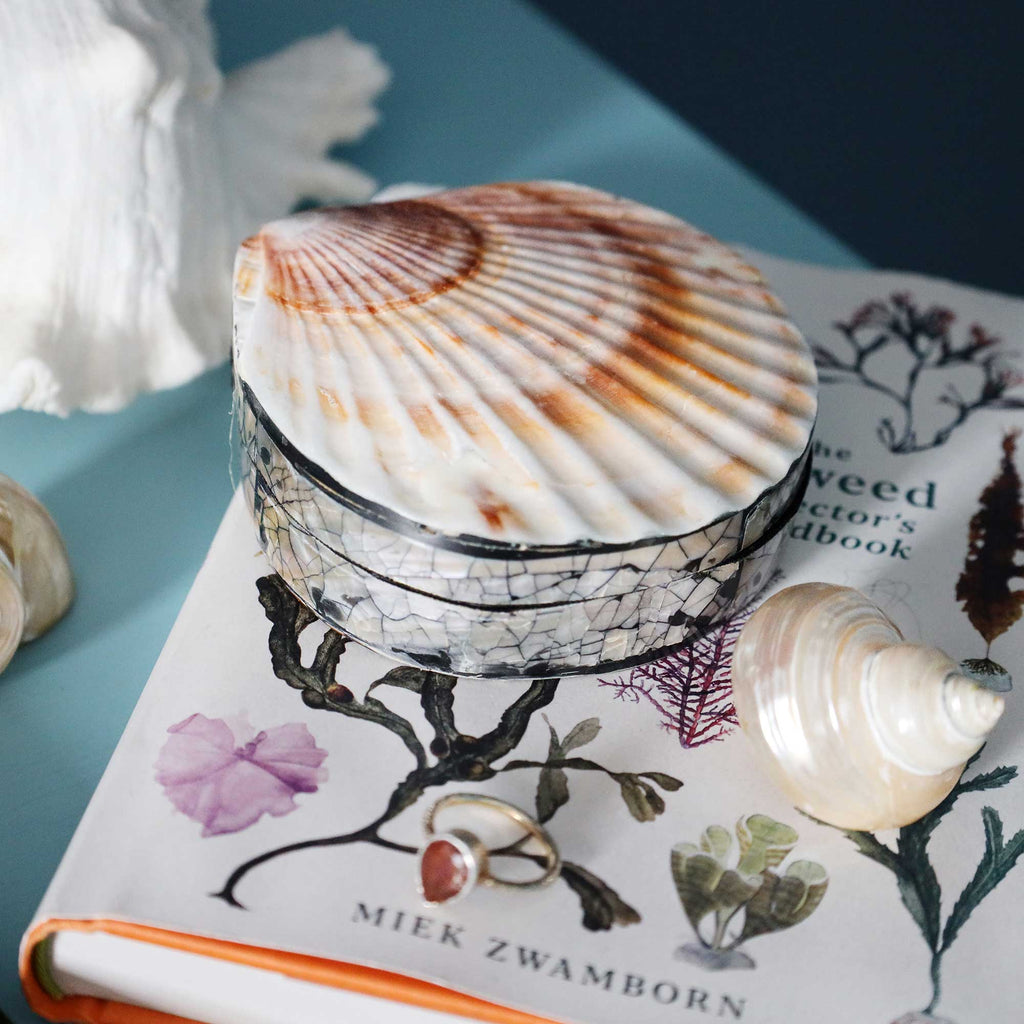 A round decorative box with a scallop shell lid sits on top of a botanical book, with other seashells nearby on a blue surface.