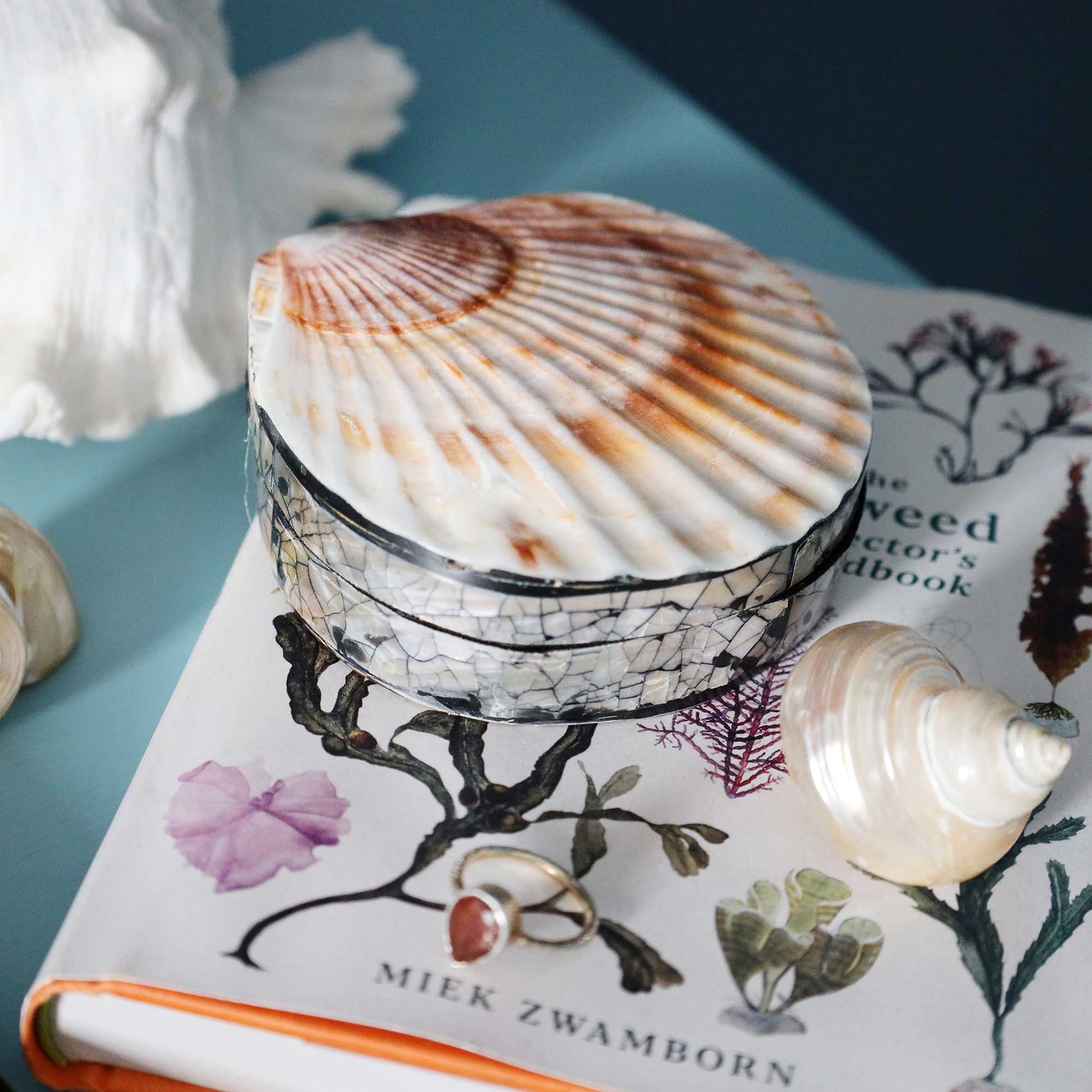 A round decorative box with a scallop shell lid sits on top of a botanical book, with other seashells nearby on a blue surface.