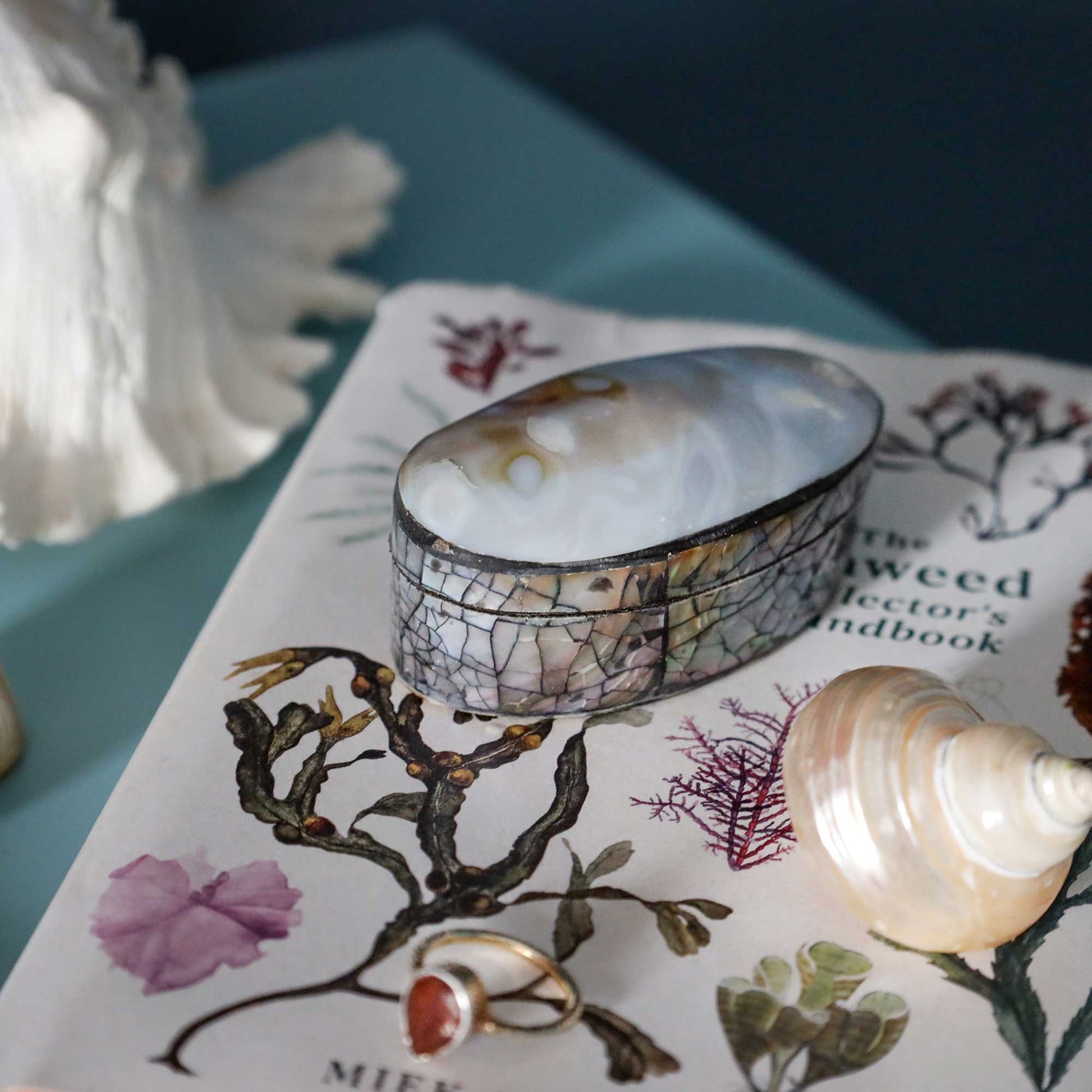 A shell-motif wrapped cuff bracelet displayed on a vintage-style illustrated book, alongside a seashell, a gold ring, and a white feather, set against a dark teal background.