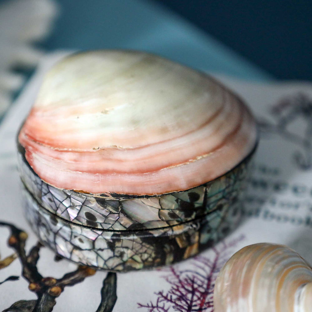 A small round shell-lidded box with a patterned base, photographed close up on printed paper with a blurred shell in the foreground.