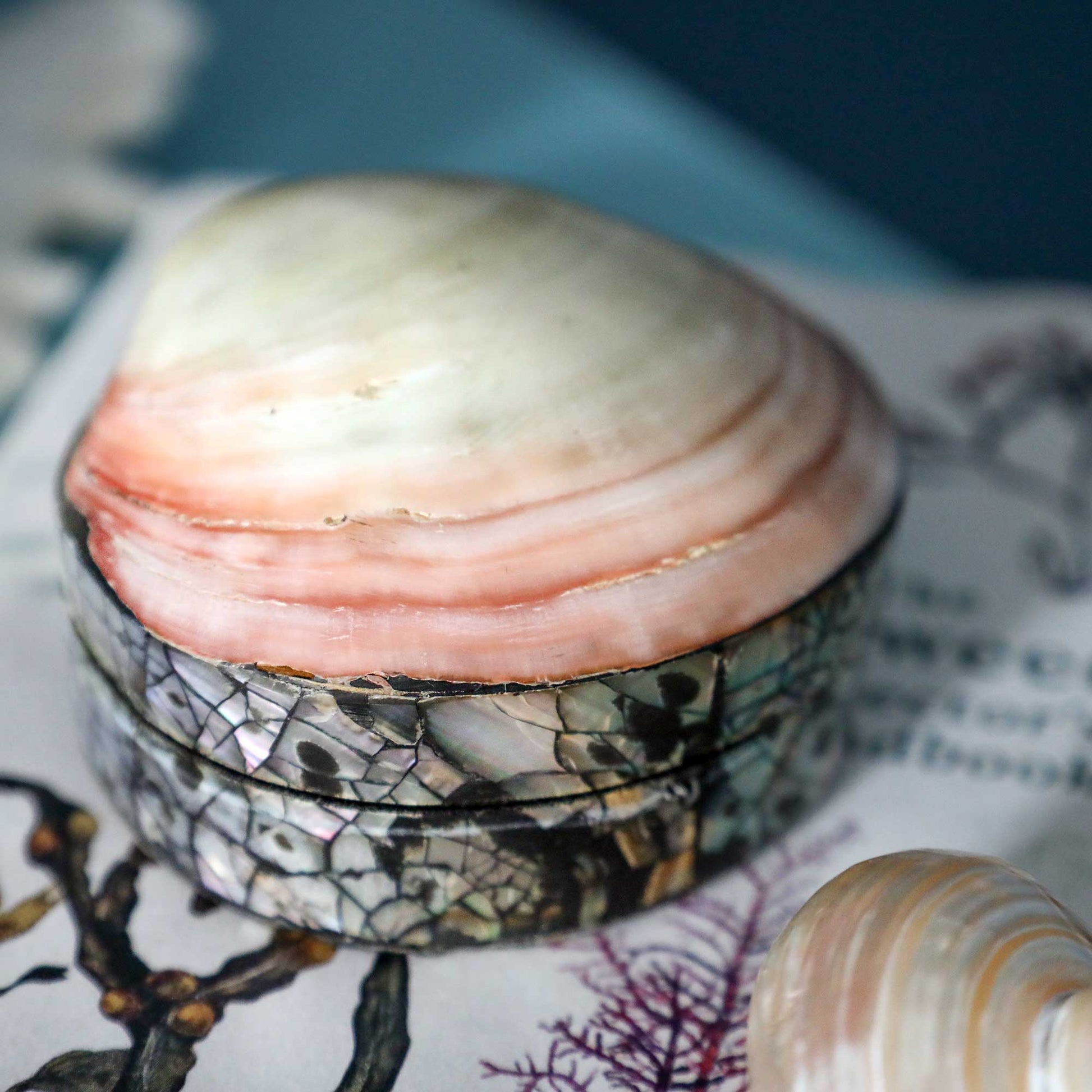 A small round shell-lidded box with a patterned base, photographed close up on printed paper with a blurred shell in the foreground.
