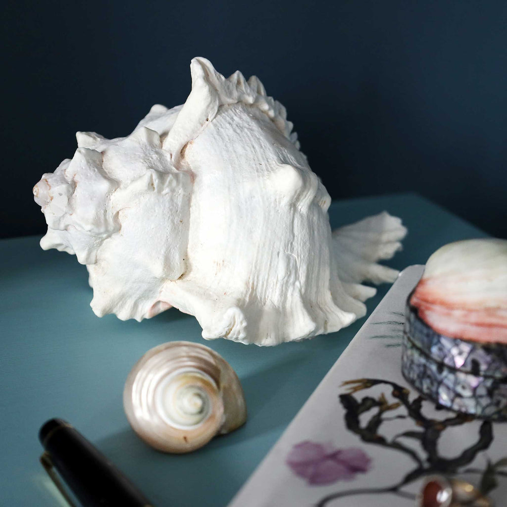 A large white conch shell sits on a teal surface next to a smaller spiral shell, with a black pen and a patterned notebook visible in the foreground against a dark navy background.
