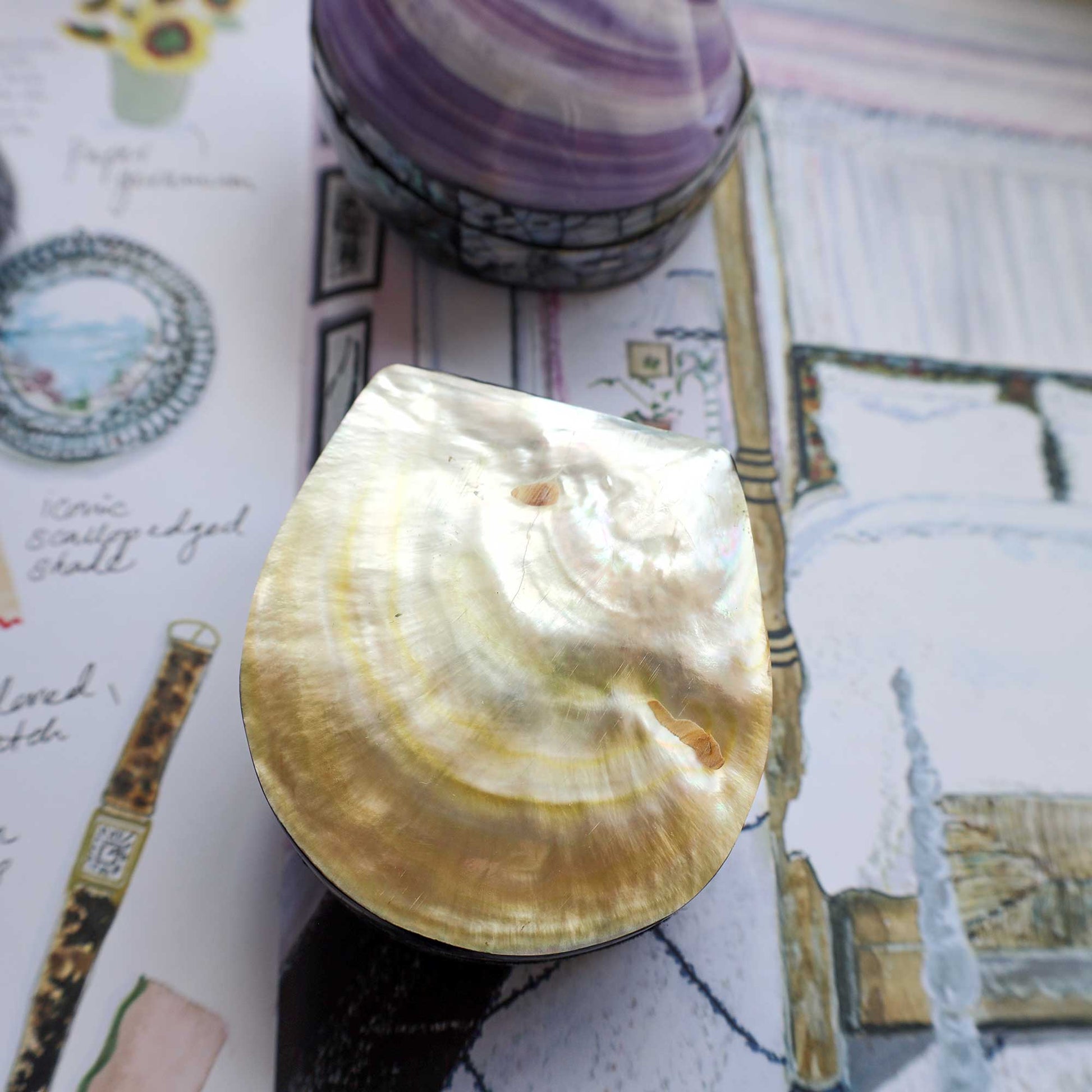A polished iridescent abalone shell with concentric golden and cream tones, photographed on top of printed artwork and stationery. A purple shell and part of a patterned bowl are visible in the background.