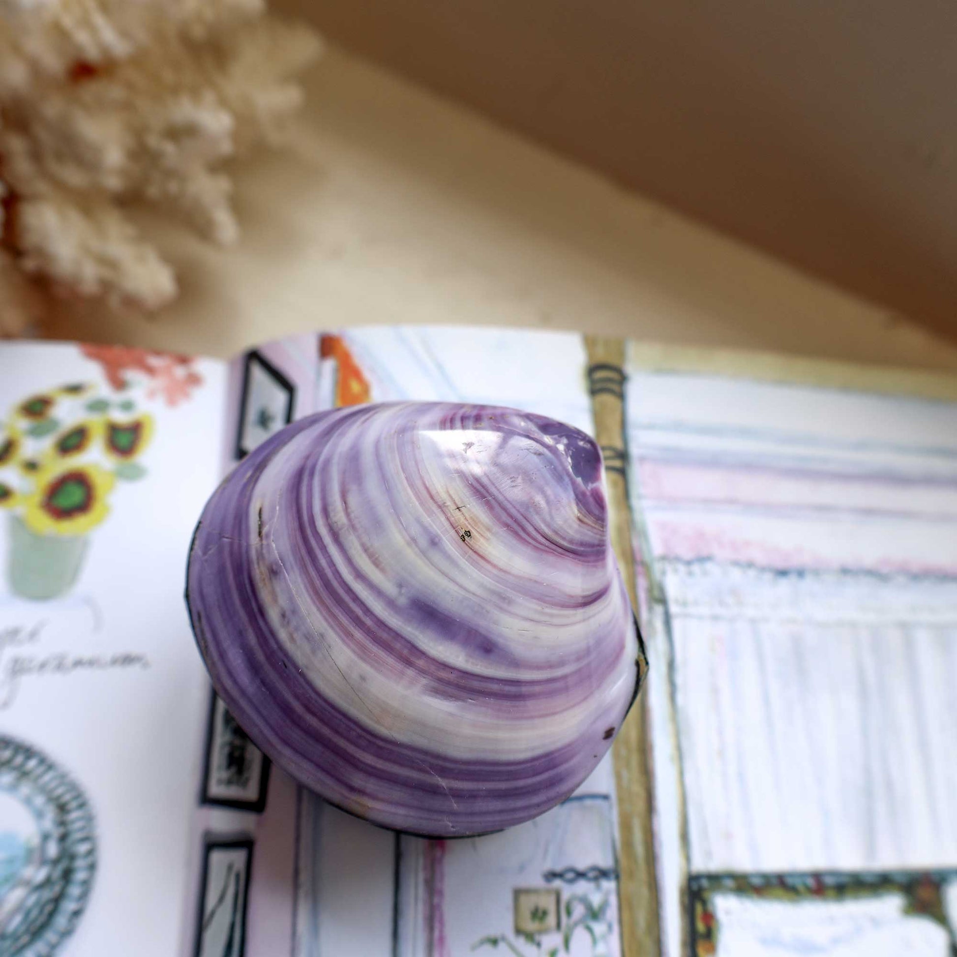 A purple and white striped clam shell bookmark resting on an open book with illustrated pages.