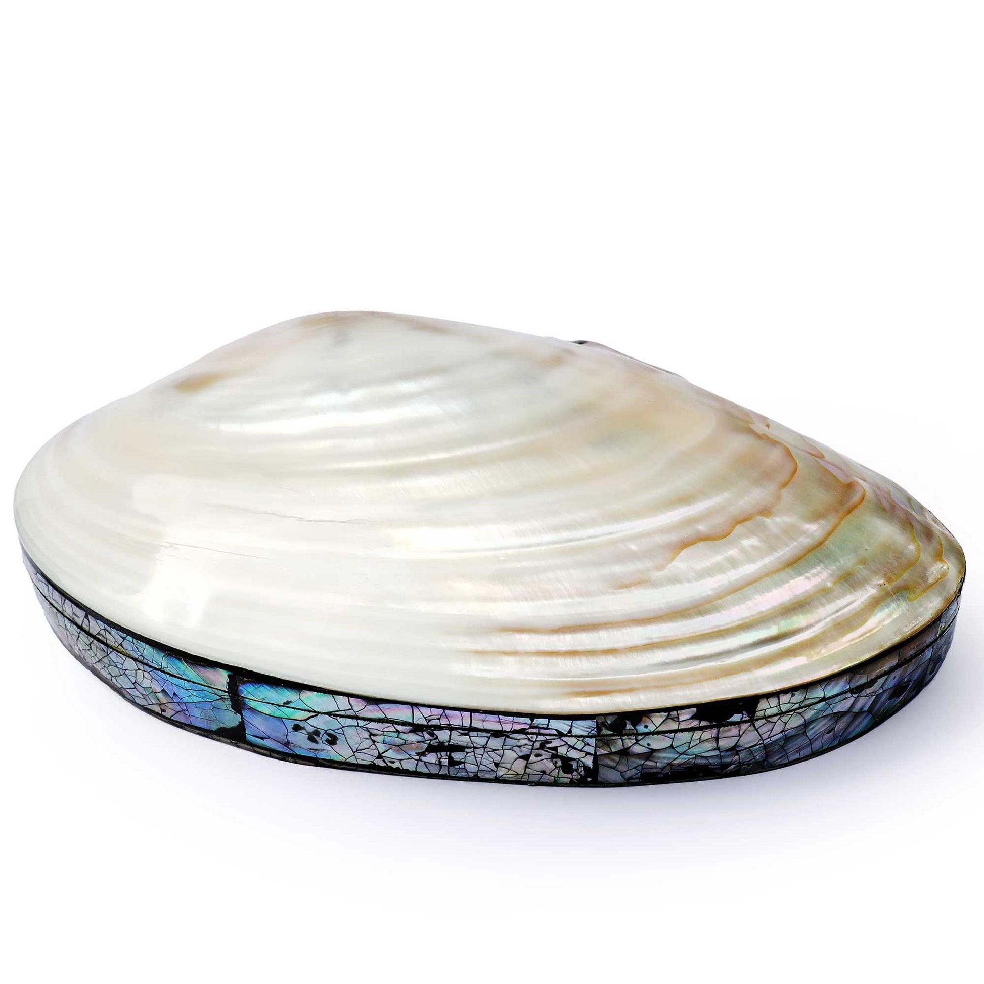 Large Abalone Shell Memento Box