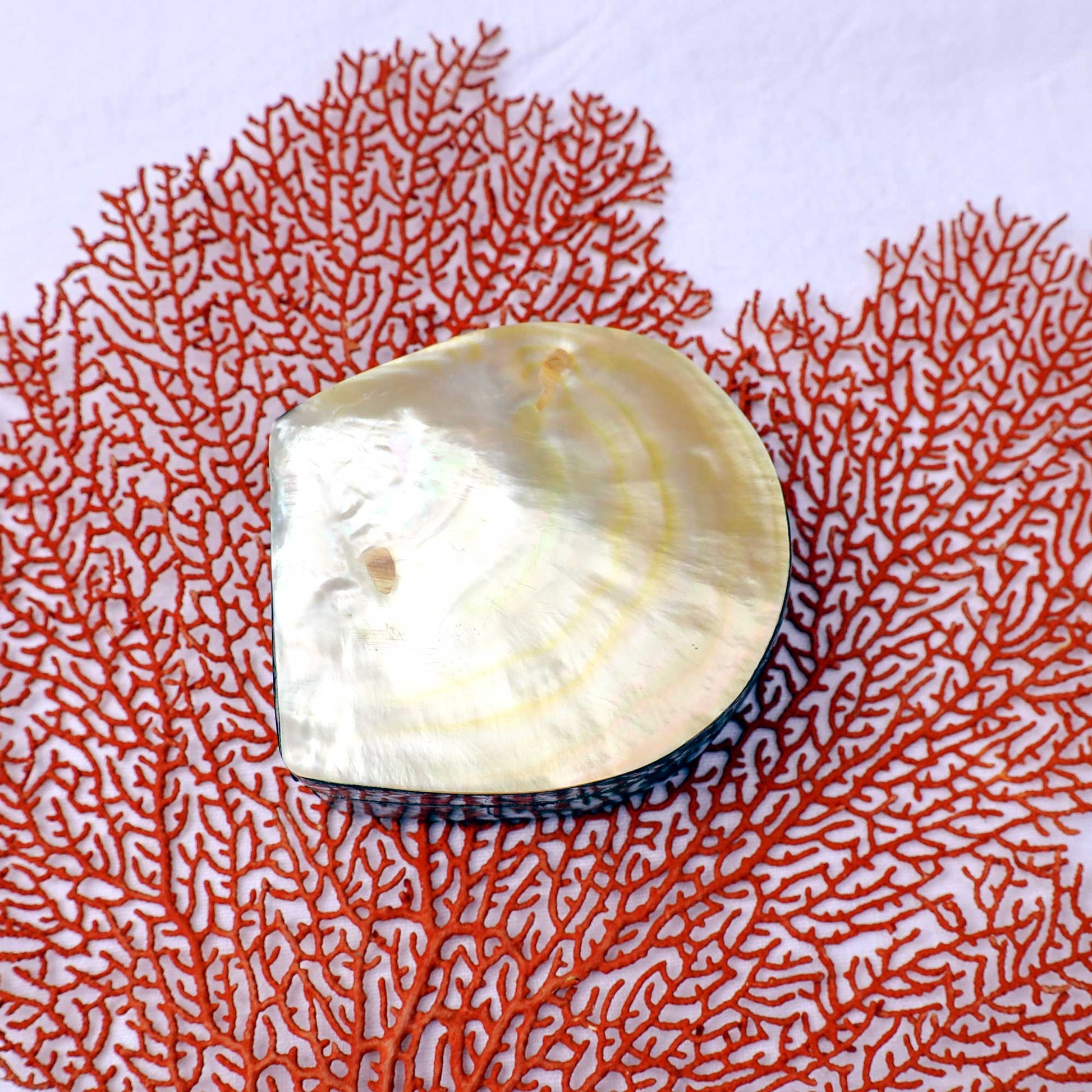 A polished mother-of-pearl clam shell with iridescent cream and pale gold tones, displayed on a white background with a red coral branch prop.