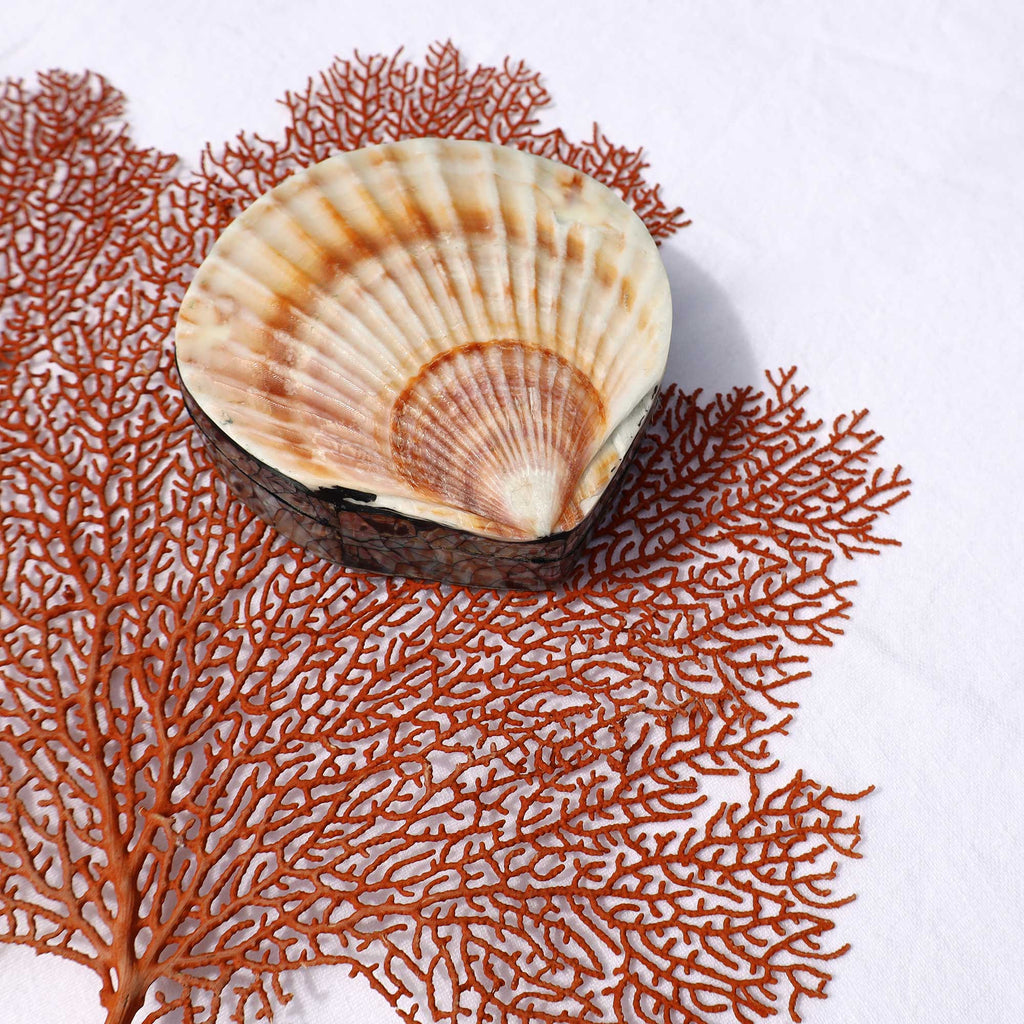 A natural scallop shell bowl styled on a piece of driftwood and layered over a large orange-red artificial coral reef prop against a white background.