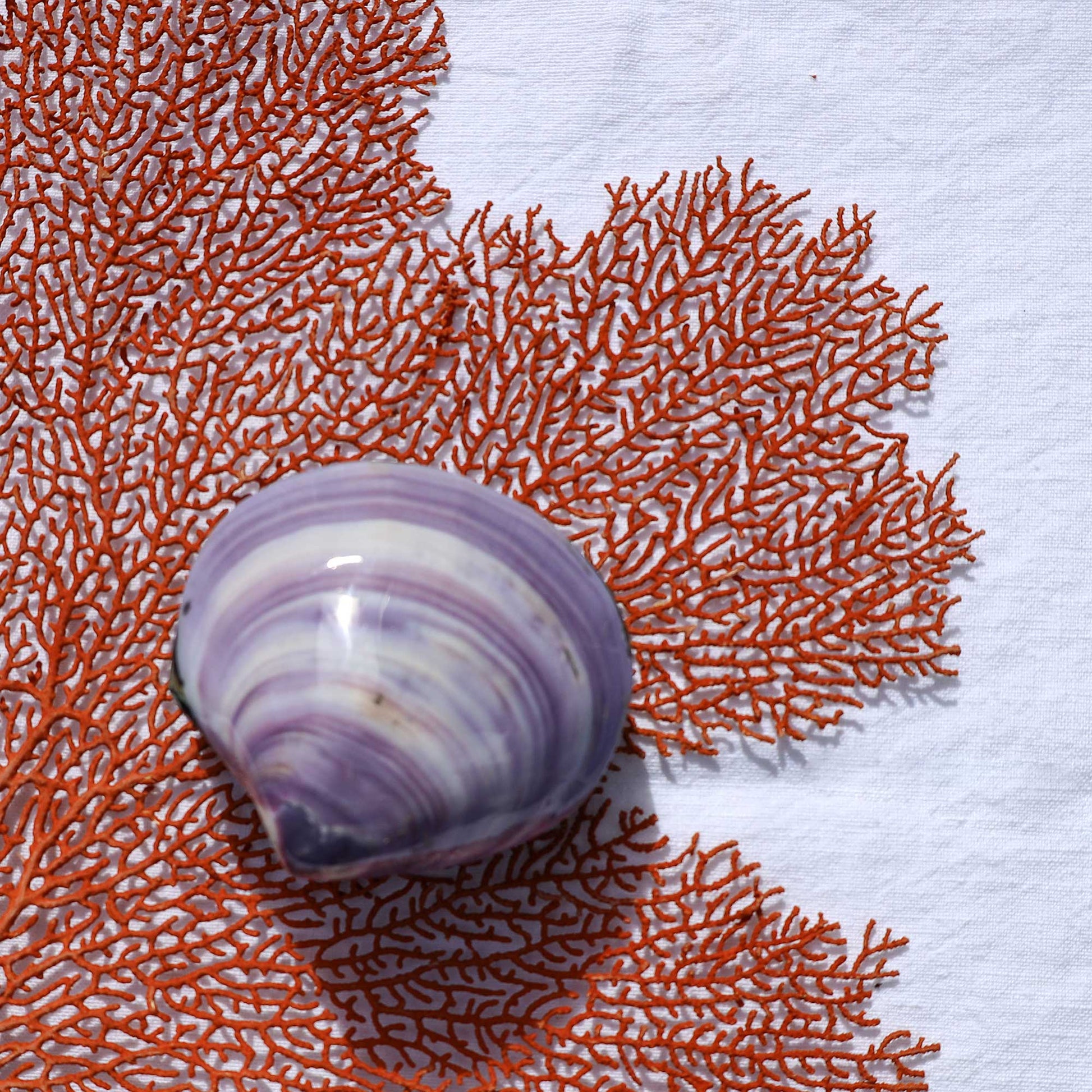 A purple and white striped clam shell resting on a textured white surface, surrounded by bright orange-red coral branches.