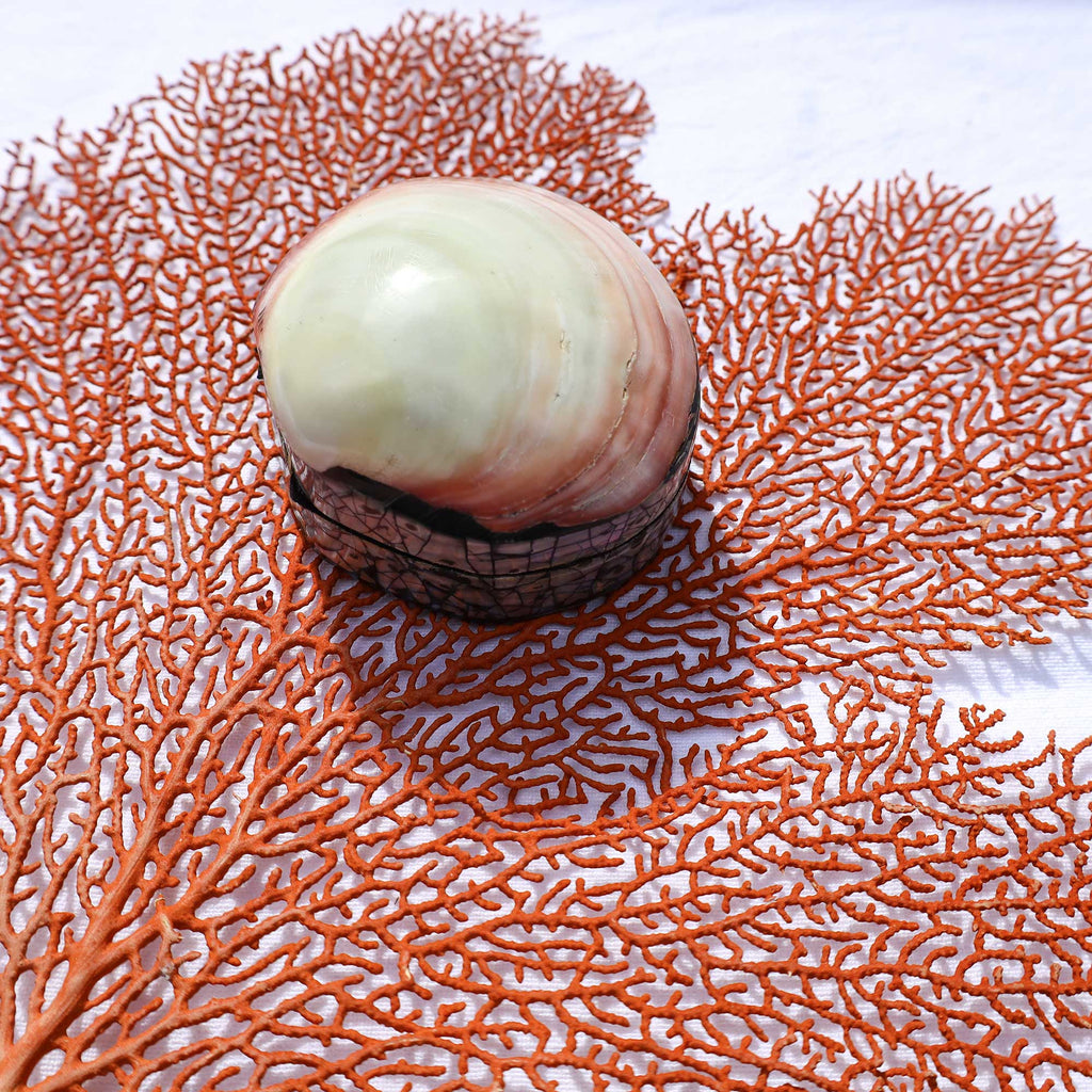 A smooth, rounded shell or stone-like object with a pale green and pink gradient sits centered on a bright orange coral branch laid over a white textured background.