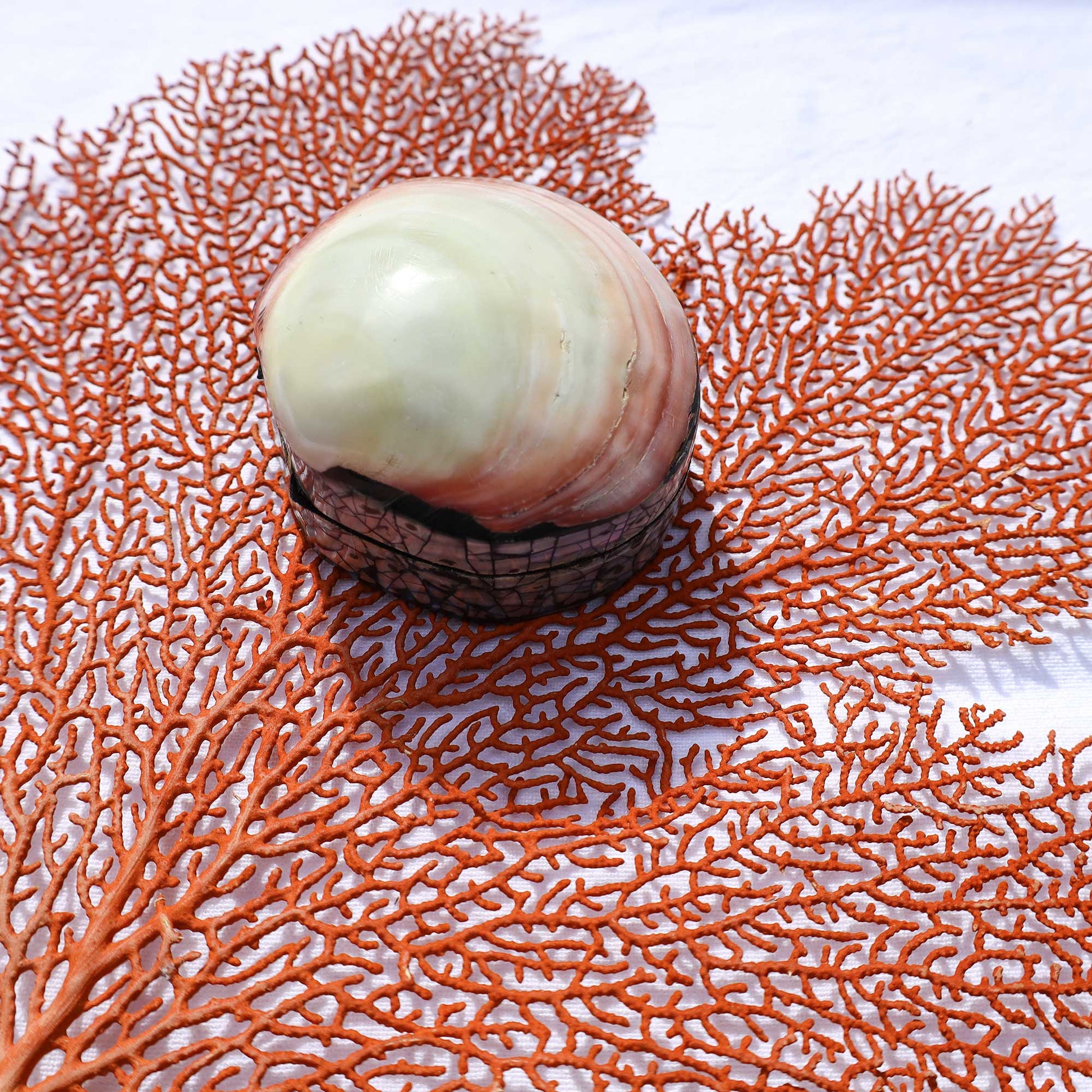 A smooth, rounded shell or stone-like object with a pale green and pink gradient sits centered on a bright orange coral branch laid over a white textured background.