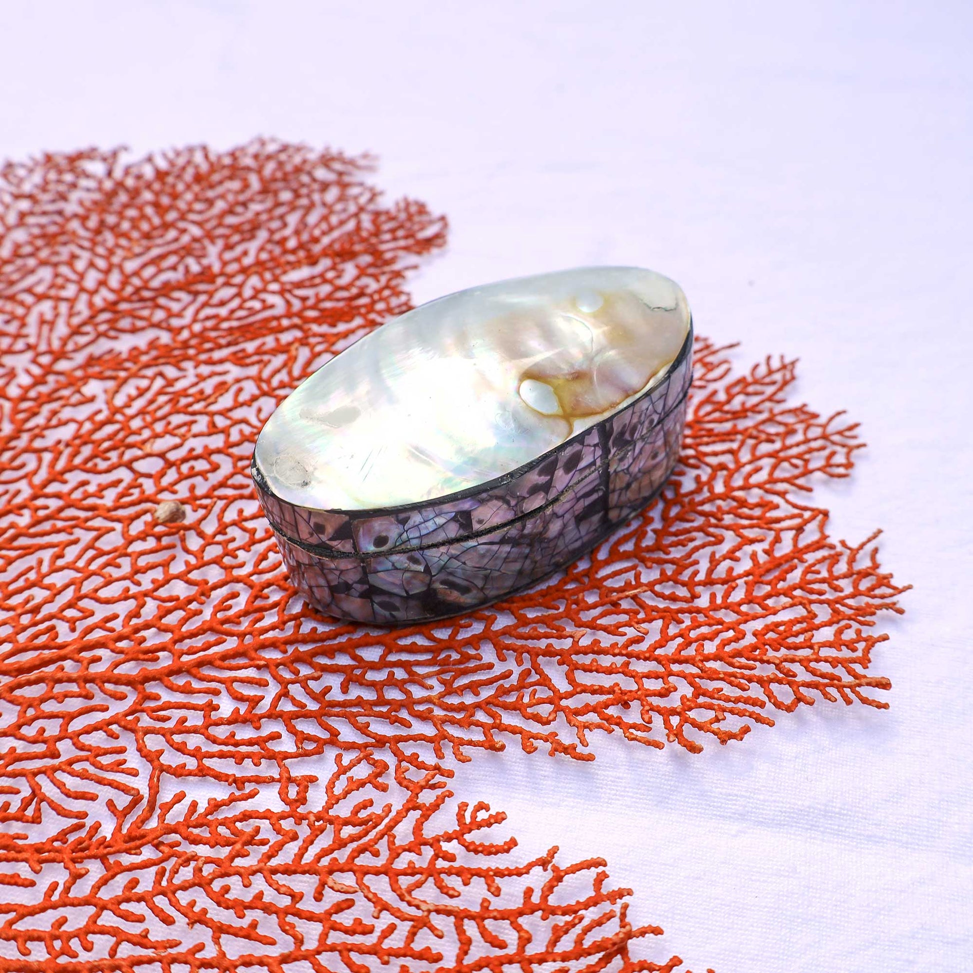 An oval shell box with iridescent abalone shell on the lid and a patterned shell base, styled on bright orange coral against a white background.