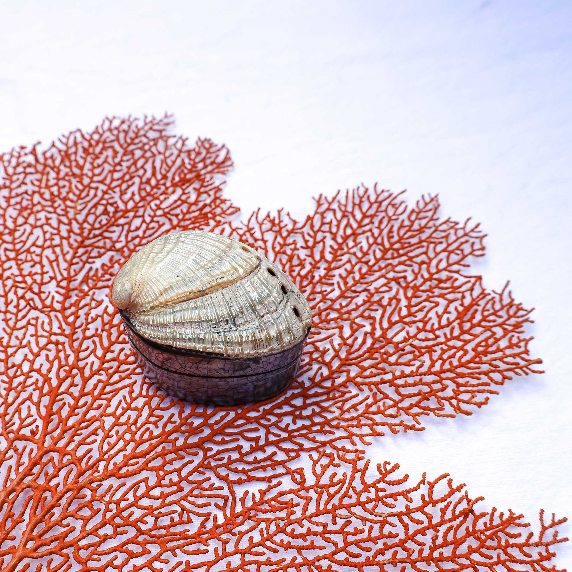 A small abalone shell jewelry box sits on a bed of bright orange coral branches against a clean white background.